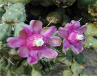 Cactus wallpaper 002