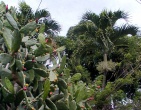 Cactus wallpaper 003