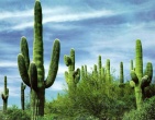 Cactus wallpaper 005