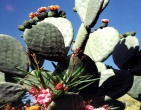 Cactus wallpaper 006