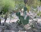 Cactus wallpaper 007