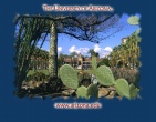 Cactus wallpaper 008