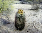 Cactus wallpaper 009