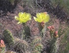 Cactus wallpaper 010