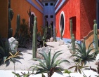 Cactus wallpaper 011