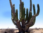 Cactus wallpaper 012