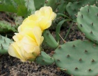 Cactus wallpaper 013