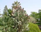 Cactus wallpaper 014