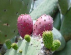 Cactus wallpaper 015