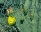 Cactus wallpaper 016