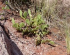 Cactus wallpaper 017