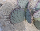 Cactus wallpaper 018