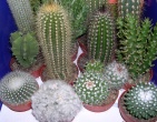 Cactus wallpaper 019