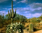 Cactus wallpaper 020