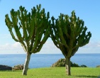 Cactus wallpaper 021