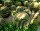 Cactus wallpaper 022