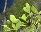 Cactus wallpaper 023