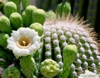 Cactus wallpaper 024