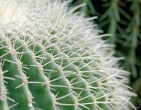 Cactus wallpaper 025