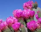 Cactus wallpaper 026
