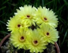 Cactus wallpaper 027