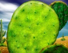 Cactus wallpaper 028