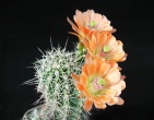 Cactus wallpaper 029