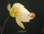 Childrens wallpaper 036