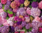 Childrens wallpaper 058