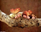 Childrens wallpaper 072