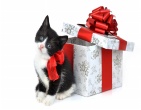 christmas new year wallpaper 103