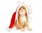 christmas new year wallpaper 104