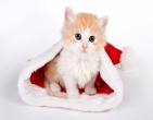 christmas new year wallpaper 108