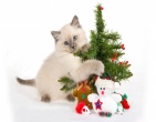 christmas new year wallpaper 110