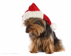 christmas new year wallpaper 208