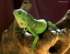 Cool wallpaper 069