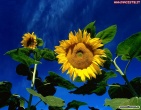 Cool wallpaper 149