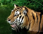 Cool wallpaper 154