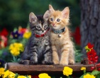 Cool wallpaper 160