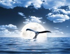 Cool wallpaper 162