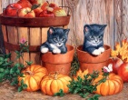 Cool wallpaper 164
