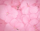 Cool wallpaper 169