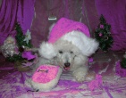 Digital photos wallpaper 004