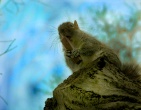 Digital photos wallpaper 012