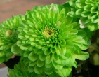 Digital photos wallpaper 022