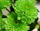 digital photos wallpaper 023