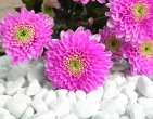 Digital photos wallpaper 024