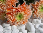 Digital photos wallpaper 026