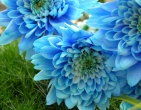 Digital photos wallpaper 028