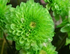 Digital photos wallpaper 029